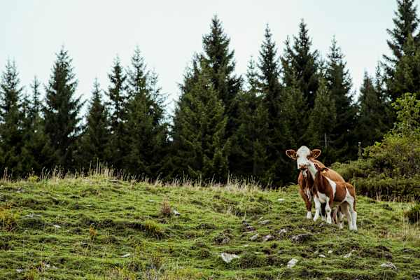 Kühe auf der Teichalm