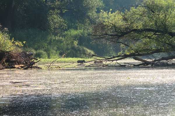 Nationalpark Donau-Auen