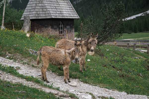 Esel auf Alpenüberquerung