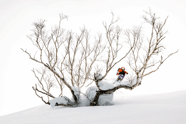 Josh Absenger und ein typisch tief verschneiter Birkenbaum in Japan