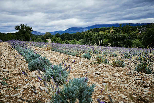 Lavendel im Naturpark Verdon