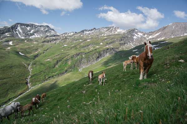 Haflinger auf Alpenüberquerung