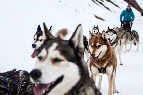 Heimatleuchten: Die Tour der Wolfshunde