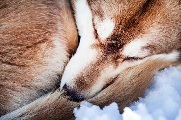 Heimatleuchten: Die Tour der Wolfshunde