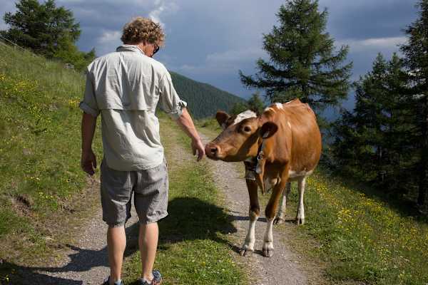 Rinder auf der Hühnerspielhütte