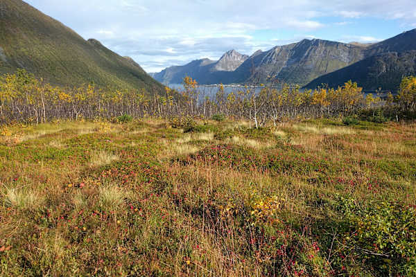 Senja Norwegen Reise