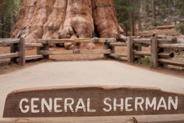 Mammutbäume Kalifornien Sierra Nevada