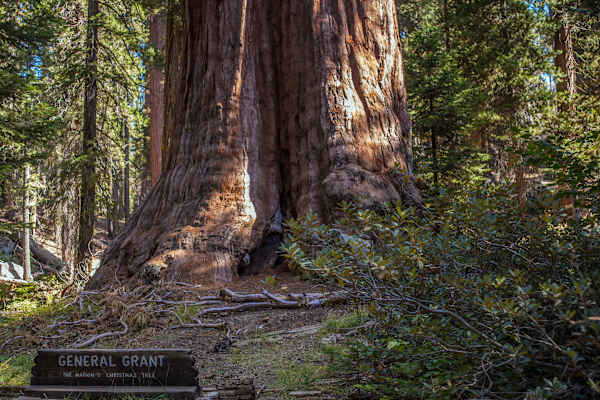 Mammutbäume Kalifornien Sierra Nevada