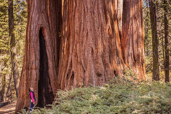 Mammutbäume Kalifornien Sierra Nevada