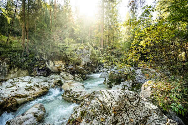 Lichtstimmung im Zauberwald.