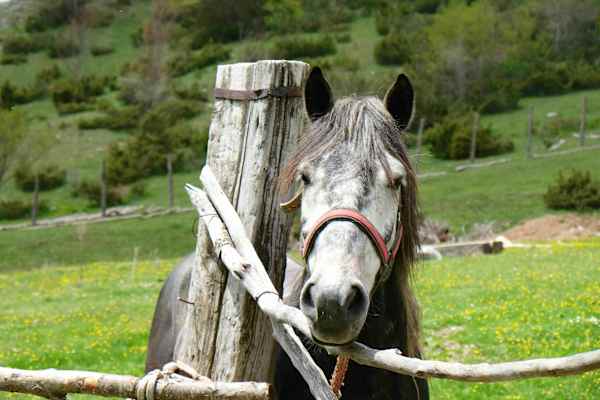 Die Entdeckung der Einsamkeit: Pferdereiten in Mazedonien