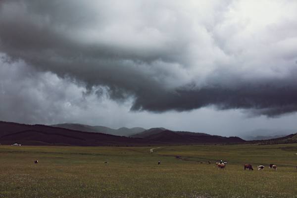 Pferdetrekking Mongolei