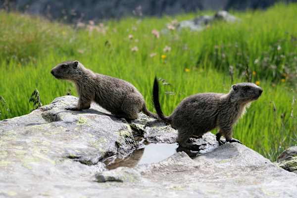 Zemmgrund Zillertal Murmeltiere