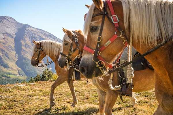 Bergwelten Autorin Barbara Bachmann berichtet vom alpinen Reiten im Ahrntal