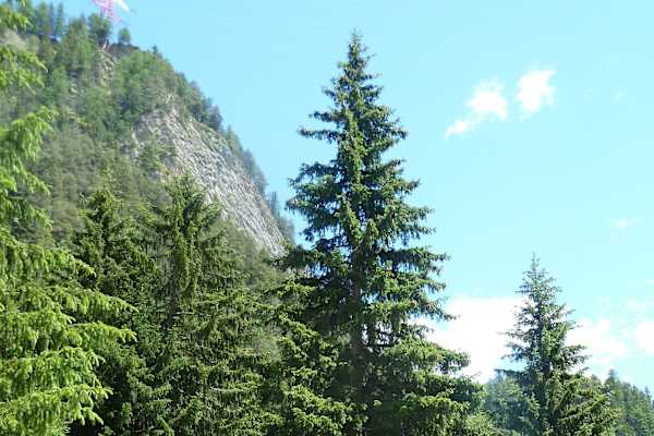 Der Wiener Christbaum in seiner Heimat