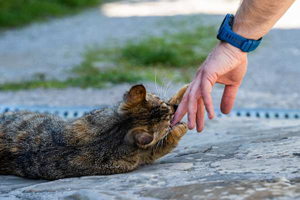 Roadsurfer Camper Trip Kroatien Istrien