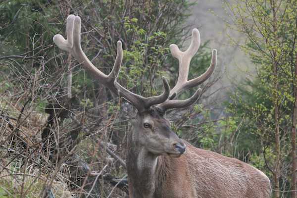 Reise Rumänien Karpaten Piatra Craiului Nationalpark