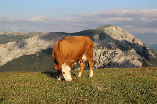 Mathias Kautzky Auf der Alm 