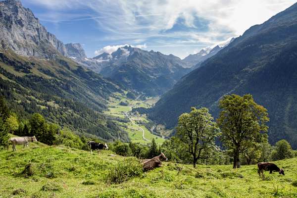 Das macht sogar Kühe zufrieden: Blick von der Alp ins Gadmertal.