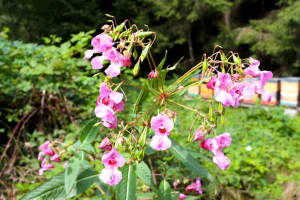 Das Springkraut stammt ursprünglich aus Indien und wurde als Zierpflanze in Europa und Nordamerika Anfang des 19. Jahrhunderts kultiviert.