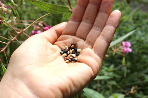 Die Samen des Springkrauts