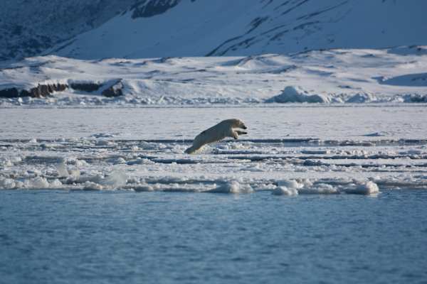 Im Reich der Eisbären
