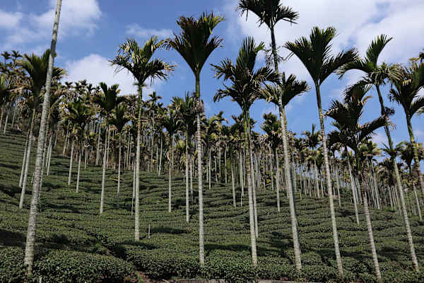 Taiwan Yushan Wandern