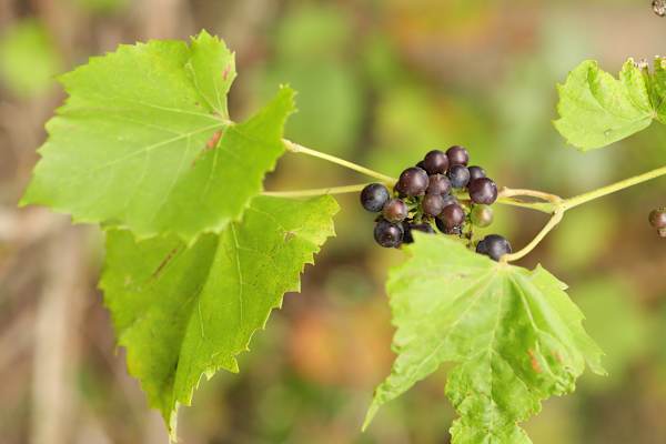 Botanische Kostbarkeit: Wilde Weinrebe