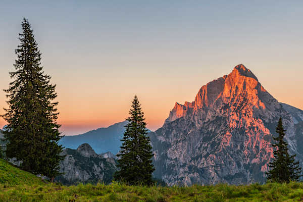 Alpengühen am Kleinen und Großen Ödstein 