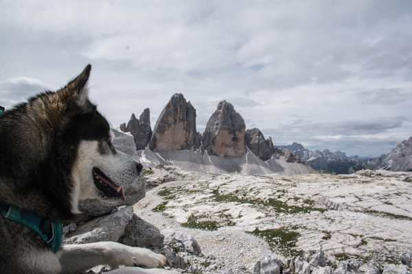 Drei Zinnen mit Hund