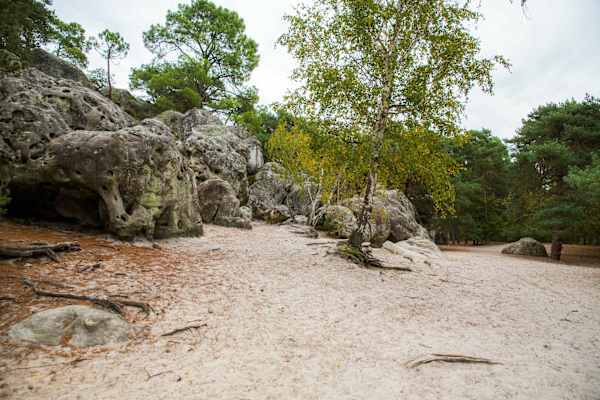 Die Landschaft im Wald von Fontainebleau in Frankreich