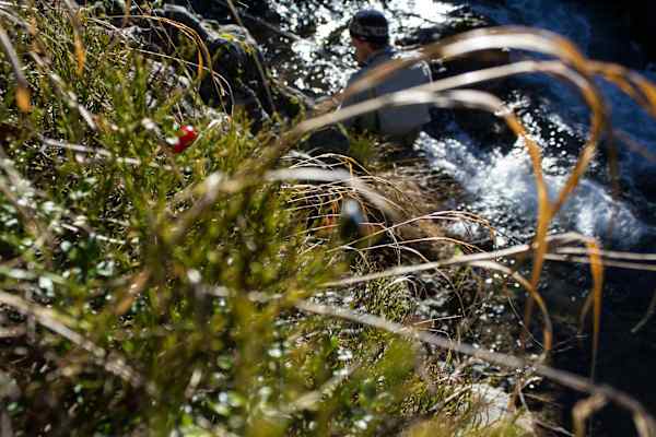 Zwischen Moosbeeren und Preiselbeeren bahnt sich der Bach seinen Weg