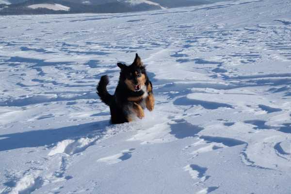 Da freut sich jemand ganz besonders über all den Schnee in Hochneukirchen-Gschaidt, Niederösterreich
