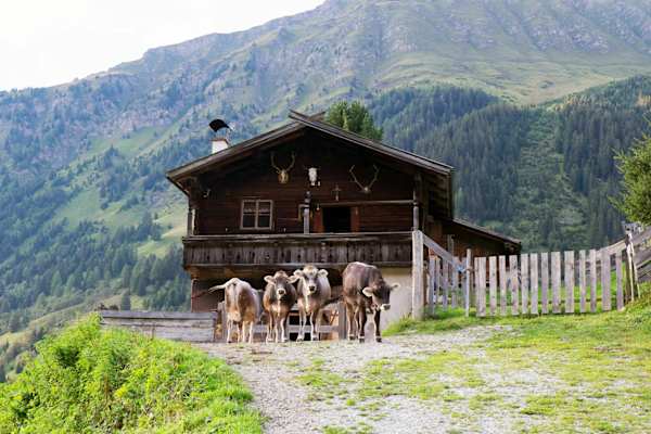 Alm im Valsertal