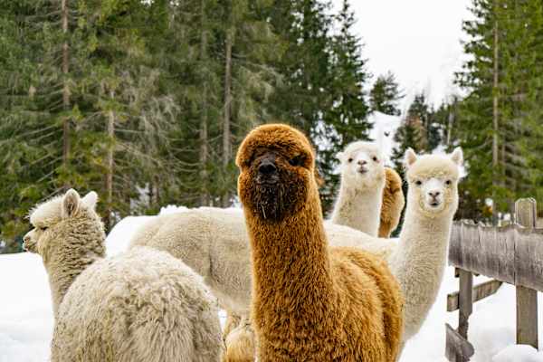 Die Alpakas sind für einen Winterspaziergang allzeit bereit.