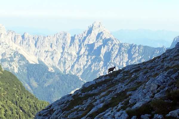 Gesäuse: Gams am Fels