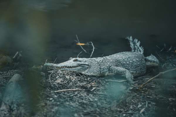 Australiens Wildlife beeindruckt
