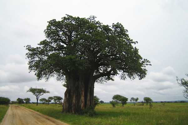 Baobab: Afrikanischer Affenbrotbaum