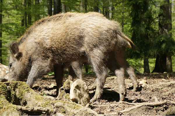 Wildschnwein Bayerischer Wald