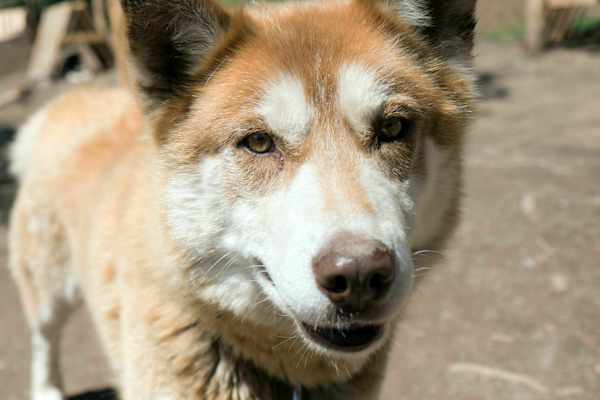 Rocky Mountains: Husky