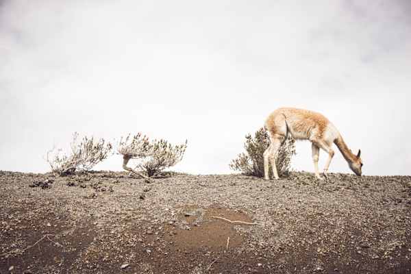 Vikunja in Ecuador