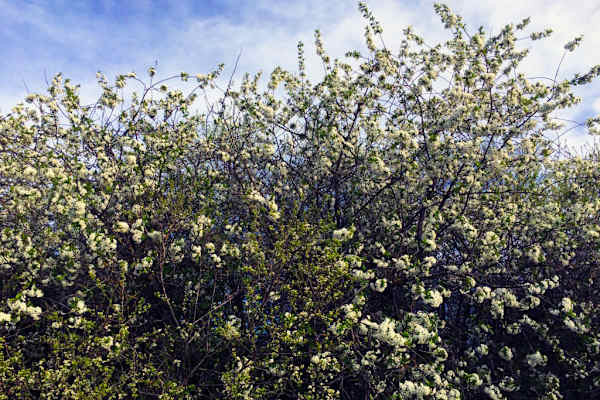 Flatzer Wand - Gösing