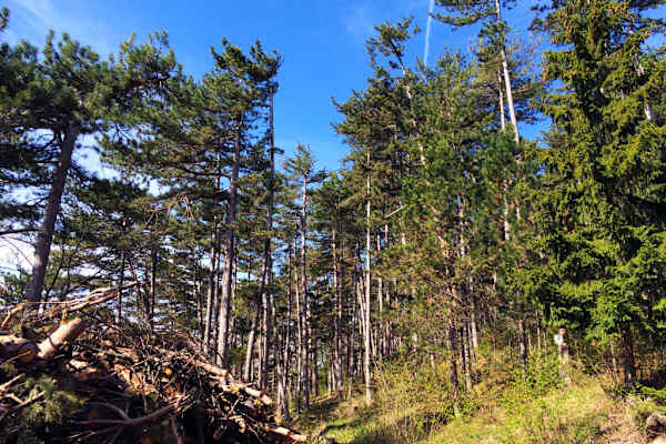 Flatzer Wand - Gösing