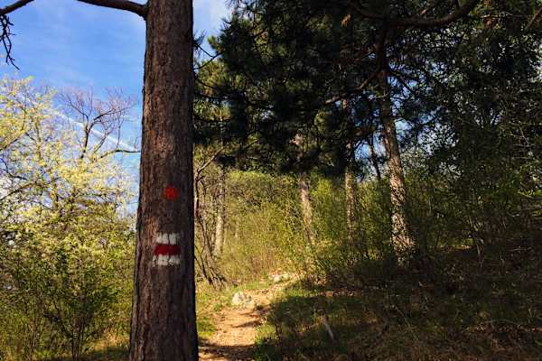 Flatzer Wand - Gösing