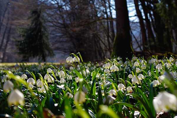 Frühling im Polenztal im Elbsandsteingebirge
