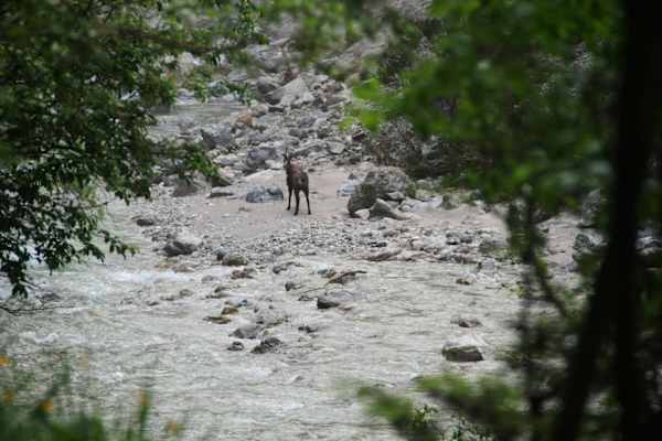 Eine Gämse ist der einzige Begleiter beim Heimweg