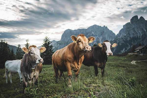 Kühe bei der Mödlinger Hütte im Gesäuse