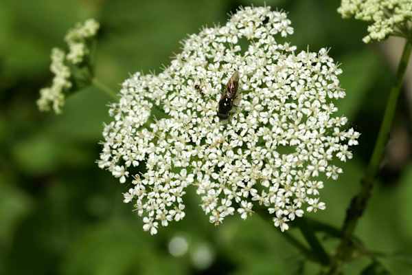 Selbstgemacht: Wilde Wiesenlimonade