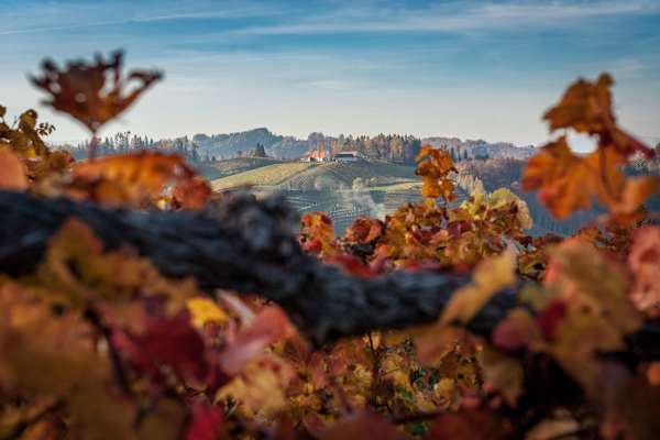An der Weinstraße bei Leutschach in der Steiermark