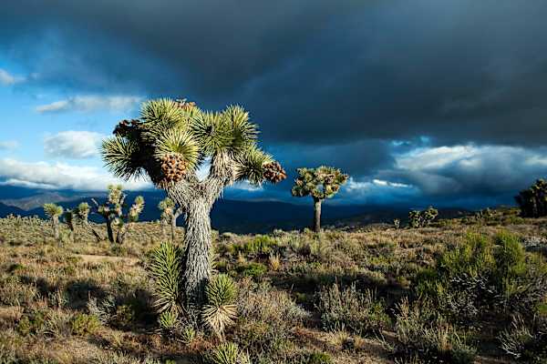 Pacific Crest Trail in den USA: Im Joshua-Tree-Nationalpark in Kalifornien